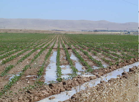 节水灌溉