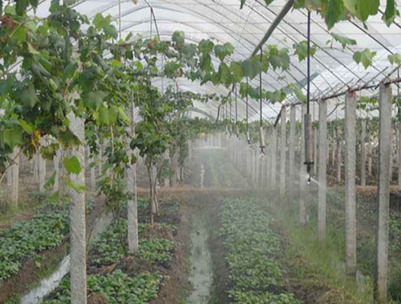 智能温室大棚节水灌溉